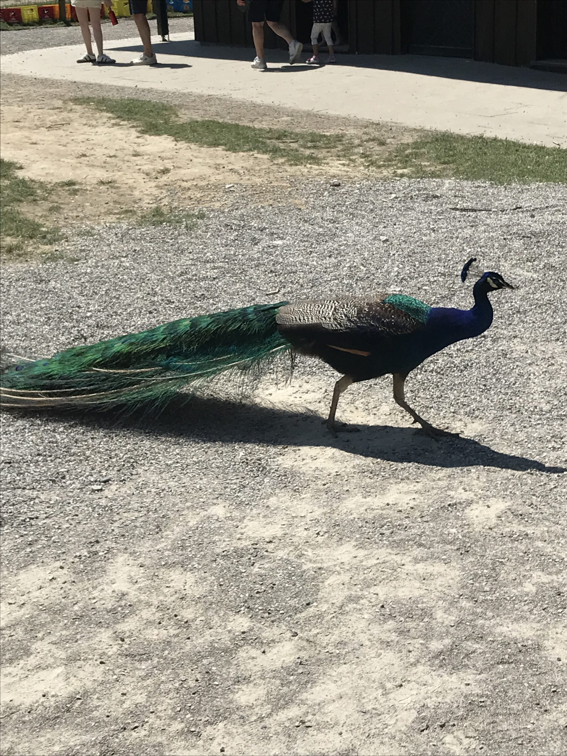Ausflug in den Wildpark Poing – Juni 2025