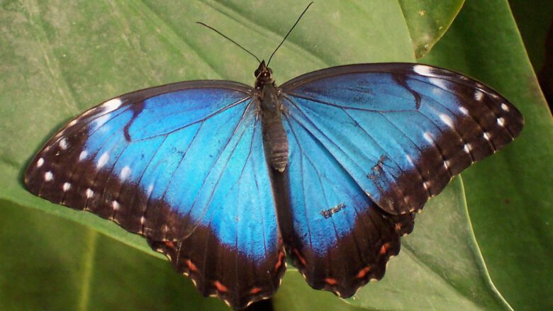 Blauer Morphofalter von Wikipedia Artikel Tropical Butterfly, identified as Morpho peleides (Blue Morpho). Wingspan is roughly about 10-15 cm https://upload.wikimedia.org/wikipedia/commons/9/93/Tropical_butterfly.jpg