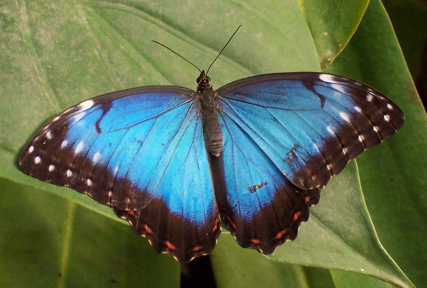 Blauer Morphofalter von Wikipedia Artikel Tropical Butterfly, identified as Morpho peleides (Blue Morpho). Wingspan is roughly about 10-15 cm https://upload.wikimedia.org/wikipedia/commons/9/93/Tropical_butterfly.jpg
